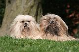 LHASSA APSO 116